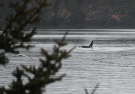 Orca whales just off the beach at the cabin