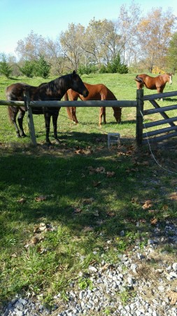 Right to left. Simon, Lady, Marilyn.