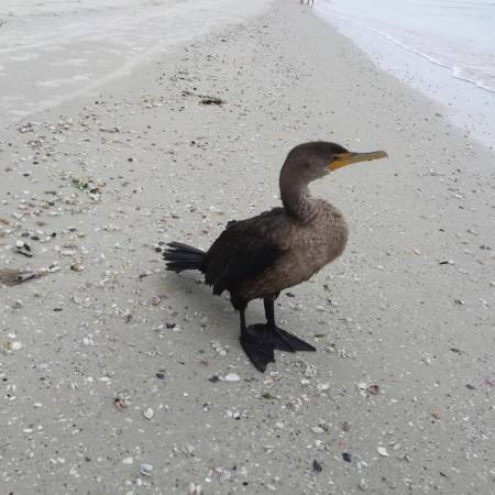 Theresa Haneline's album, Florida