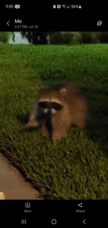 Bandit racoon.