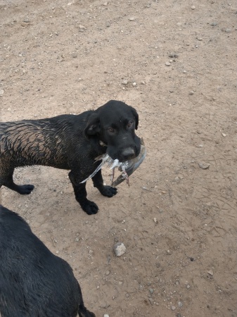 Duke 4 months old & his first retrival
