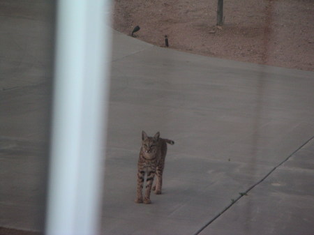 Bobcat