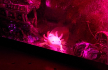 Gummi the Axolotl
