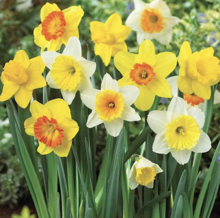 Puyallup Daffodils MY favorite flower