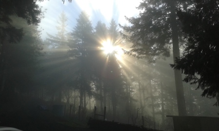 Morning sun peeks thru the forest