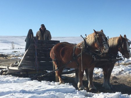 Getting "western" feeding hay