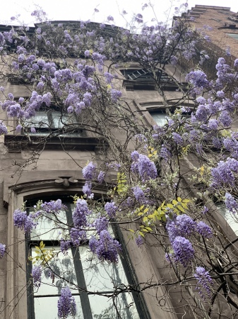 Wisteria on steroids NYC