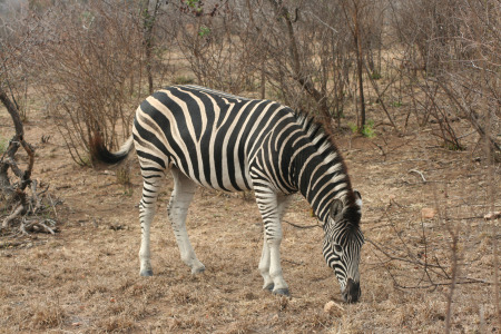 Zebra on safari 2011