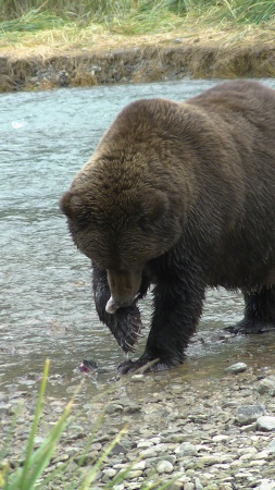 Evonne Trachsel's album, KODIAK  BEARS