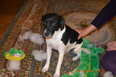 Skipper and dead alligator toy