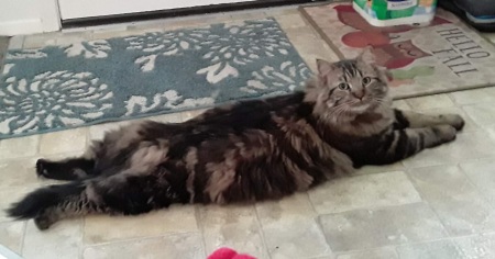 Coco, Maine Coon/Bobcat mix