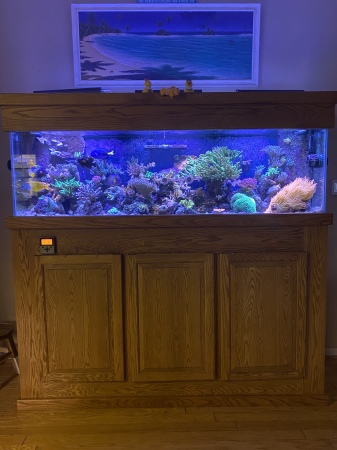 Reef Tank doing very well