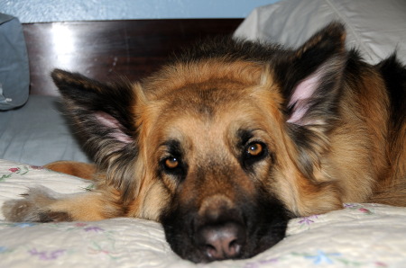 Sleepy Eden keeping my bed warm.