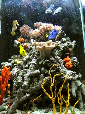 a photo of our saltwater tank