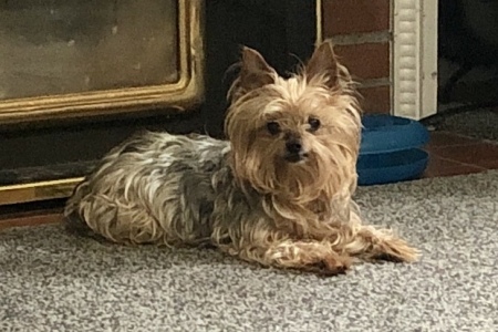Our Yorkie Bella