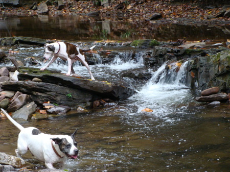 my two pit bulls