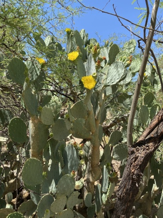 Cacti were in bloom like this prickly pear