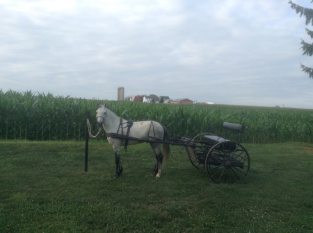 Cynthia Mitchell's album, Homestead Pennsylvania