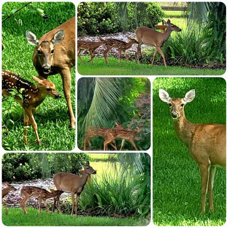 Last year's fawn is a mama this year❣️