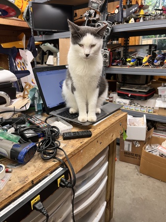 Alfie keeping me company in my shop