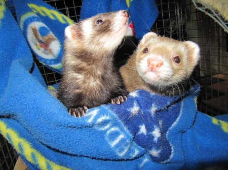  Bandita and Diego, our beloved ferrets