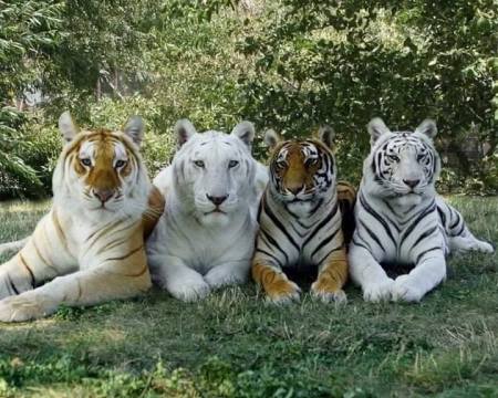 Four Shades of Tiger!