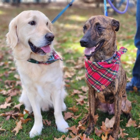 Our dogs Wally and Luke