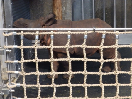 Baby Indian Rhino