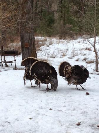 Tom Turkeys on parade, Montana