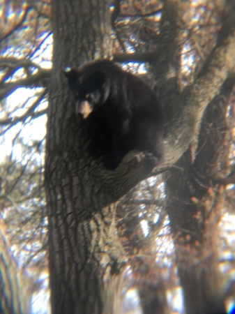 Bear in backyard 