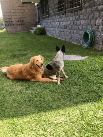 My dogs in Mexico.Luna the Golden Retriever al