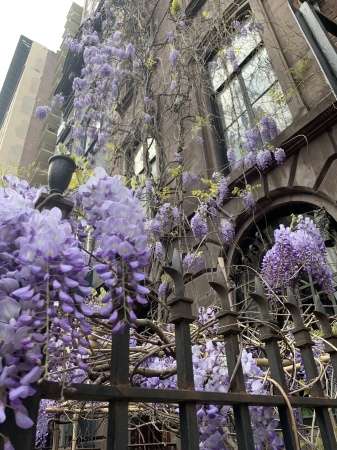 Wisteria in NYC