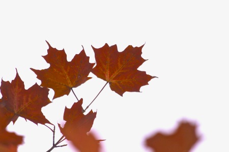Maple Leaf Nova Scotia