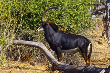 Fred Thompson's album, Southern Africa