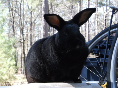 Conrad, Flemish Giant, 2015