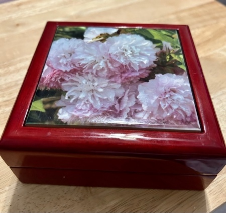 Photo Transfer of Our Kwanzan Cherry Blossoms