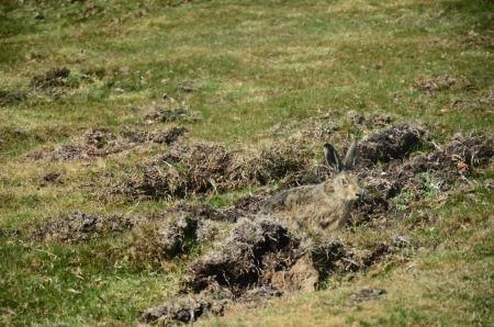 Falklands, Hare