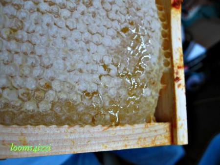 A frame of honey from our beehives.
