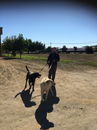 Labs taking me for a walk 