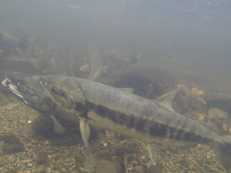 Chum Salmon