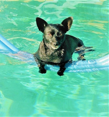 Pepper keeping cool in "her" pool.