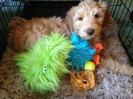 Chris Nelson's album, My new Labradoodle puppy, Pickle.