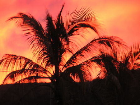 Sunset from out patio in SC