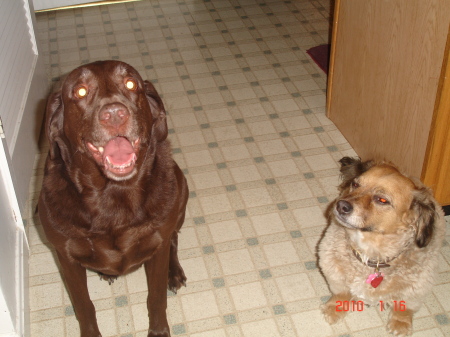 Jasmine (Our Dog) & Roxie (Friend)