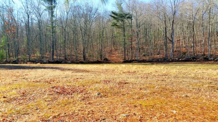 Clearing trees...