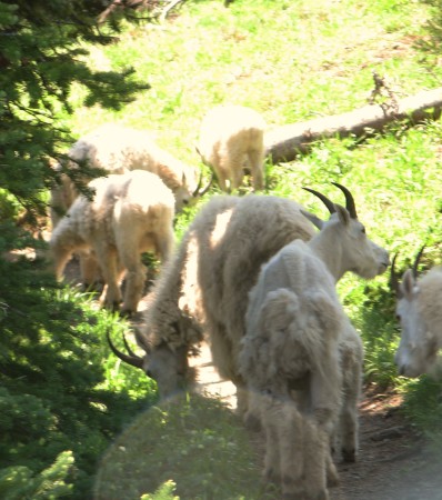 Trail Stalking Mountain Goats