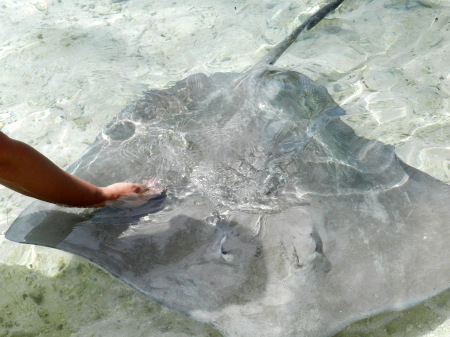 Petting a sting ray