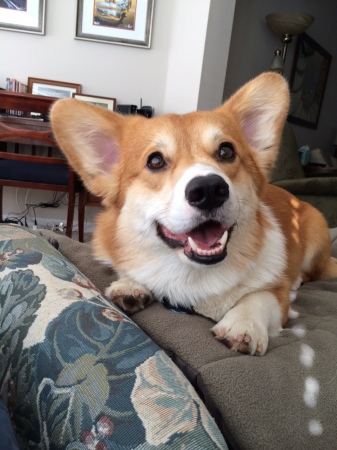 Dagger the corgi