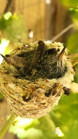 Hummingbirds getting bigger and cuter