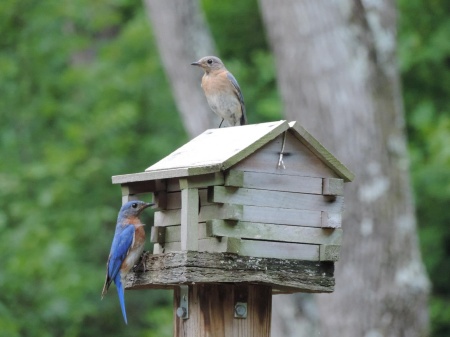 Ed and Alice Zell Bluebird.